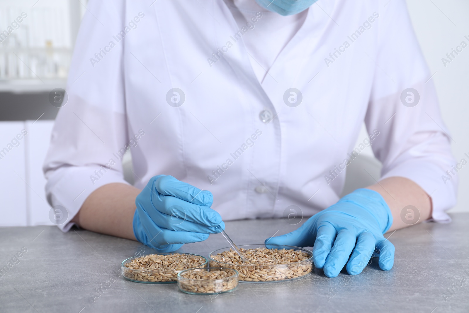 Photo of Laboratory testing. Scientist working with grain samples at grey table indoors, closeup