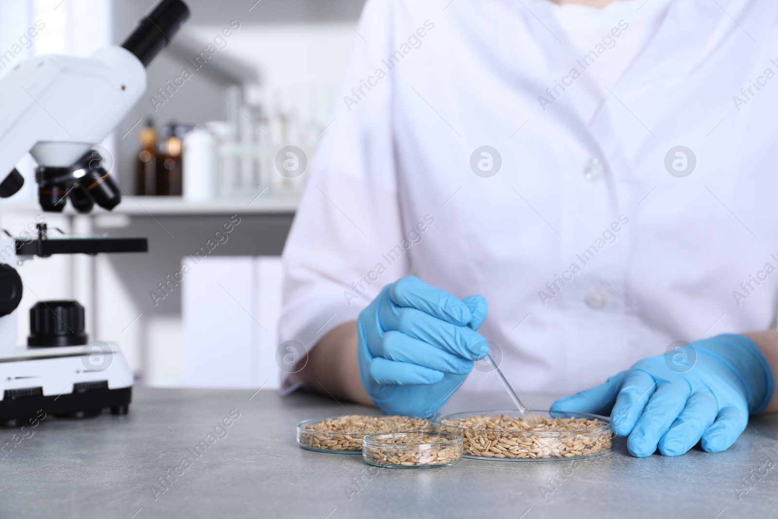 Photo of Laboratory testing. Scientist working with grain samples at grey table indoors, closeup