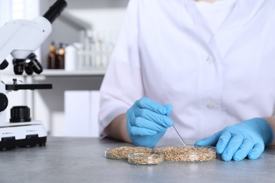 Photo of Laboratory testing. Scientist working with grain samples at grey table indoors, closeup