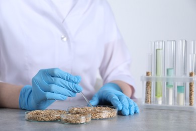 Photo of Laboratory testing. Scientist working with grain samples at grey table indoors, closeup