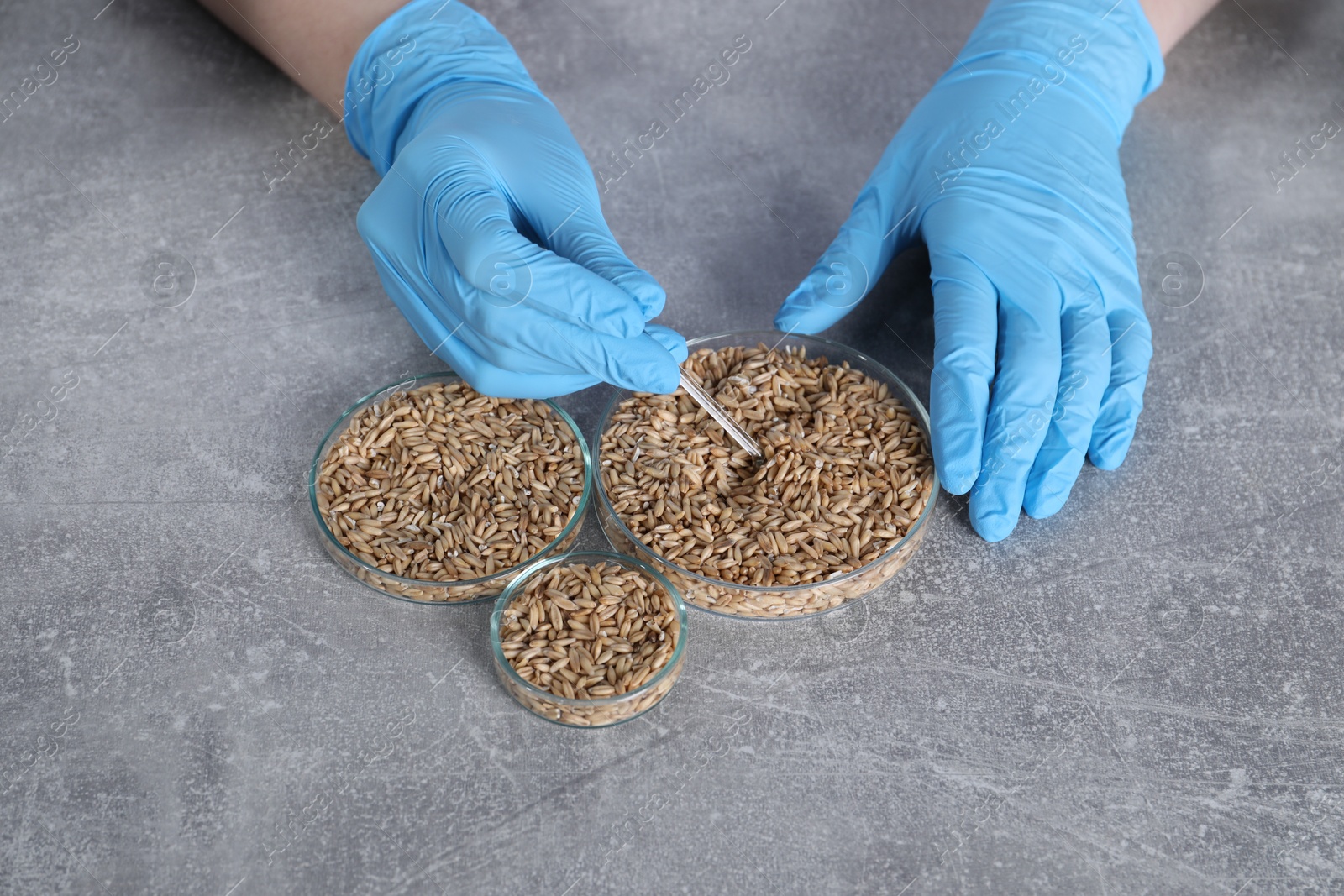 Photo of Laboratory testing. Scientist working with grain samples at grey table, closeup