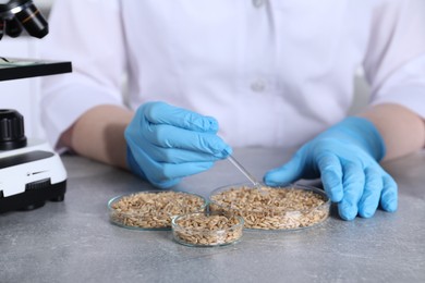 Photo of Laboratory testing. Scientist working with grain samples at grey table indoors, closeup