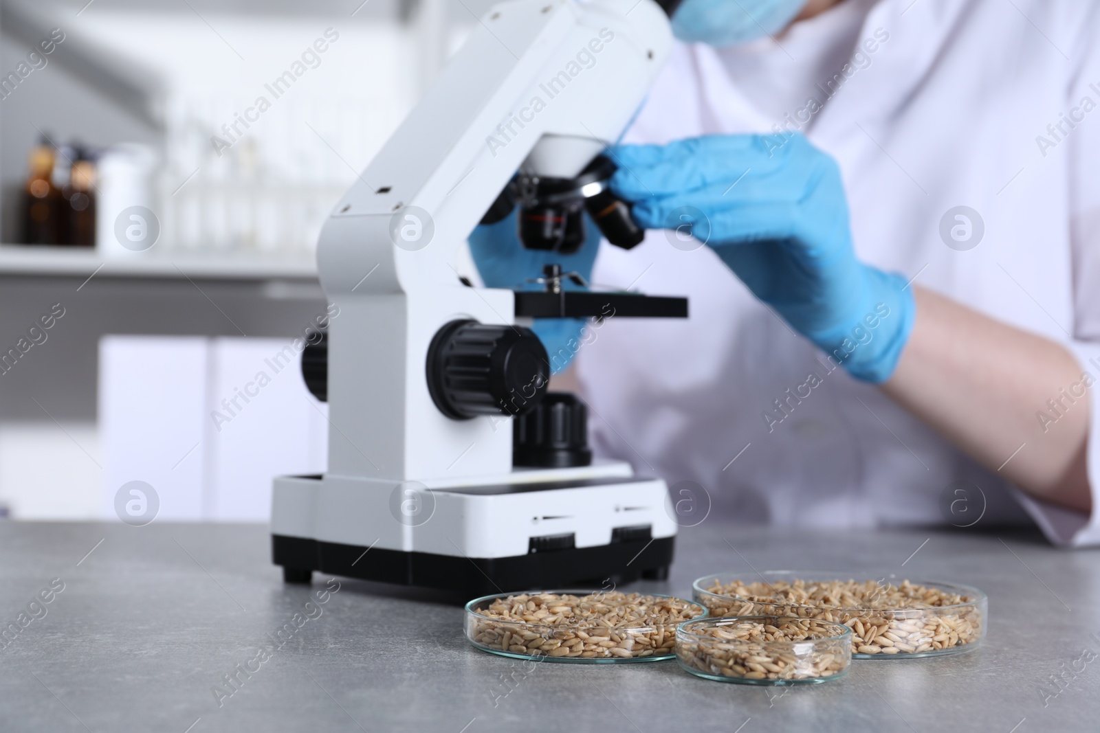 Photo of Laboratory testing. Scientist examining sample under microscope at grey table indoors, focus on petri dishes with oat grains