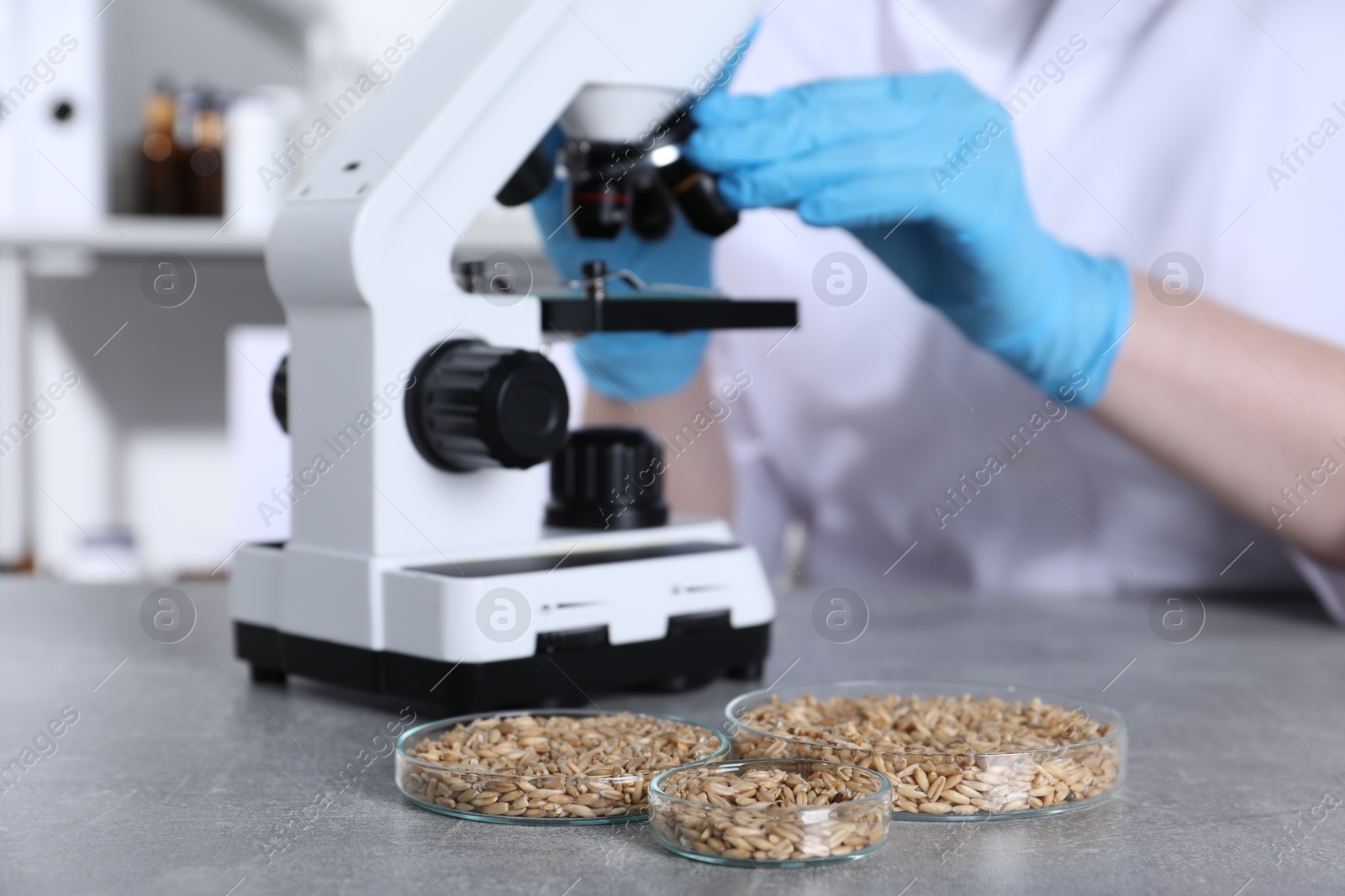 Photo of Laboratory testing. Scientist examining sample under microscope at grey table indoors, focus on petri dishes with oat grains