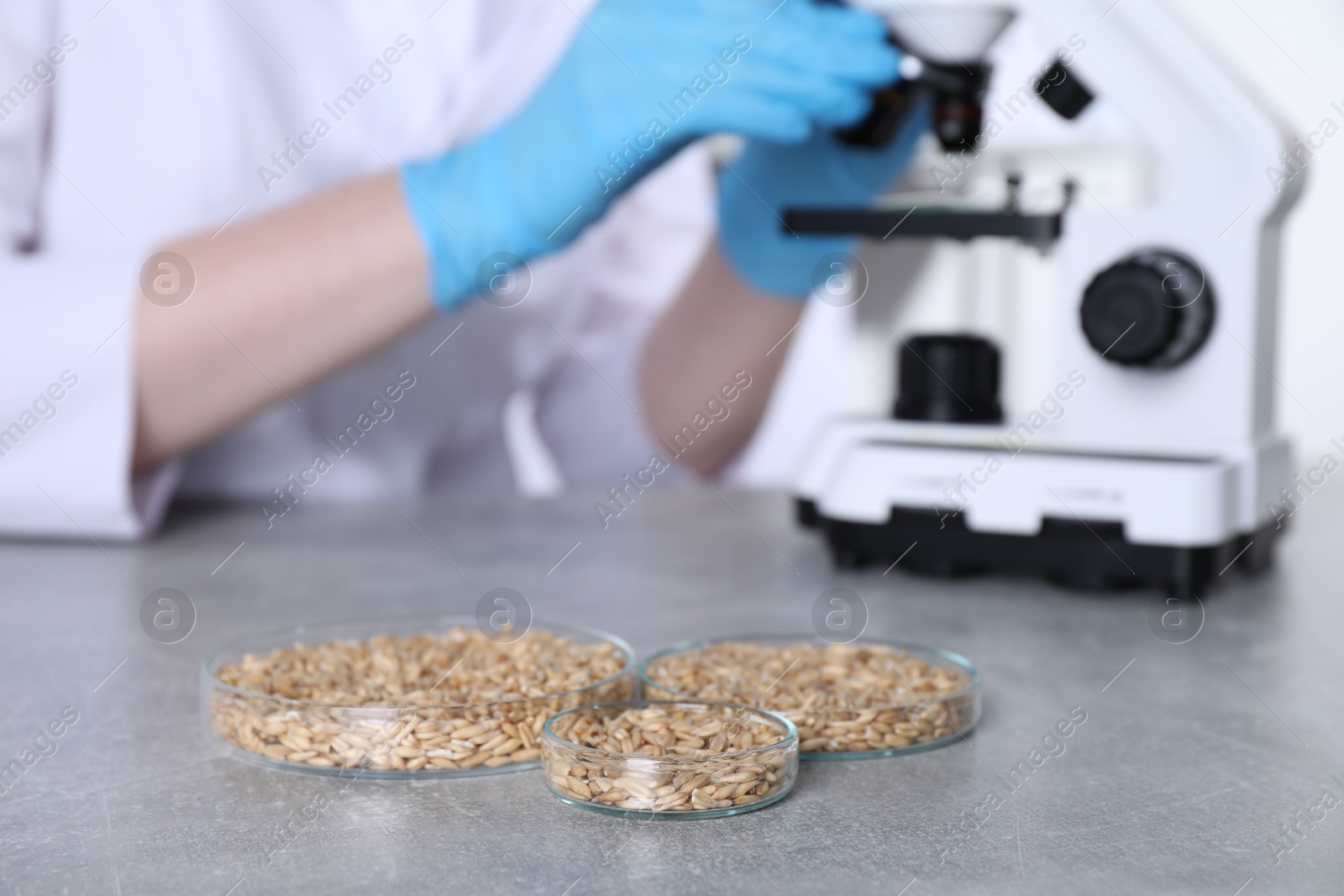 Photo of Laboratory testing. Scientist examining sample under microscope at grey table indoors, focus on petri dishes with oat grains