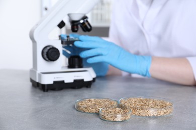 Photo of Laboratory testing. Scientist examining sample under microscope at grey table indoors, focus on petri dishes with oat grains