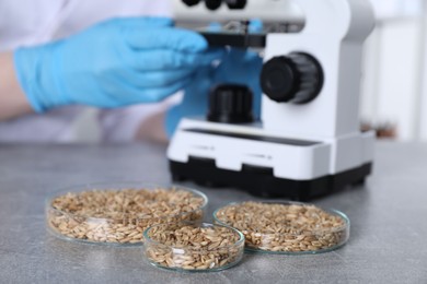 Photo of Laboratory testing. Scientist examining sample under microscope at grey table indoors, focus on petri dishes with oat grains