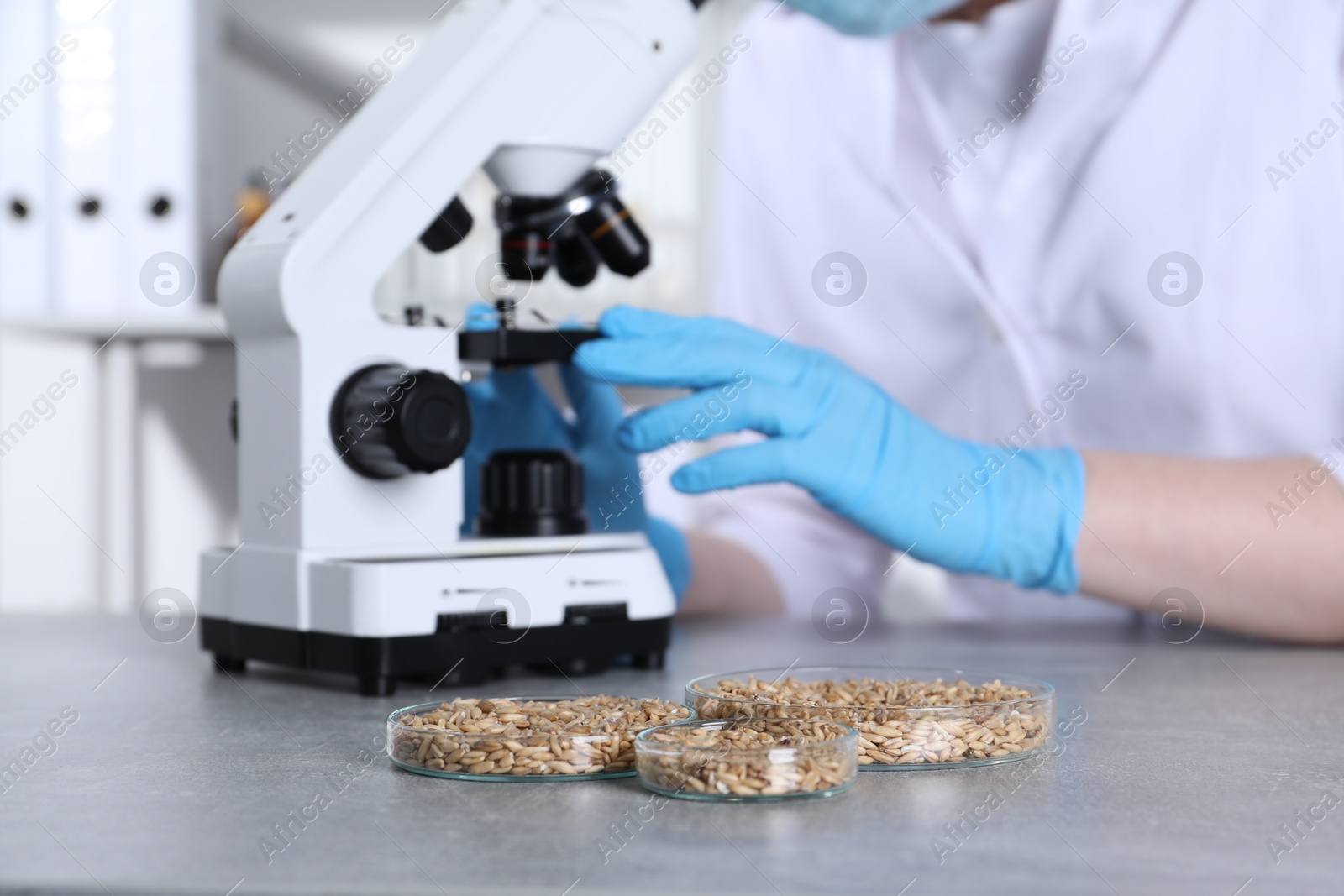 Photo of Laboratory testing. Scientist examining sample under microscope at grey table indoors, focus on petri dishes with oat grains