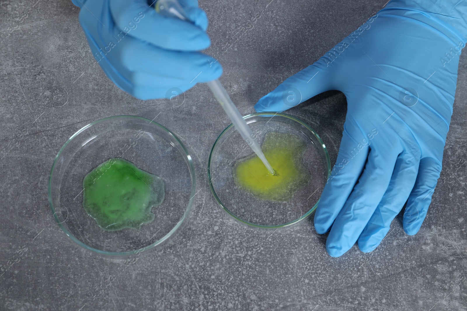 Photo of Laboratory testing. Scientist taking sample from petri dish at grey table, top view