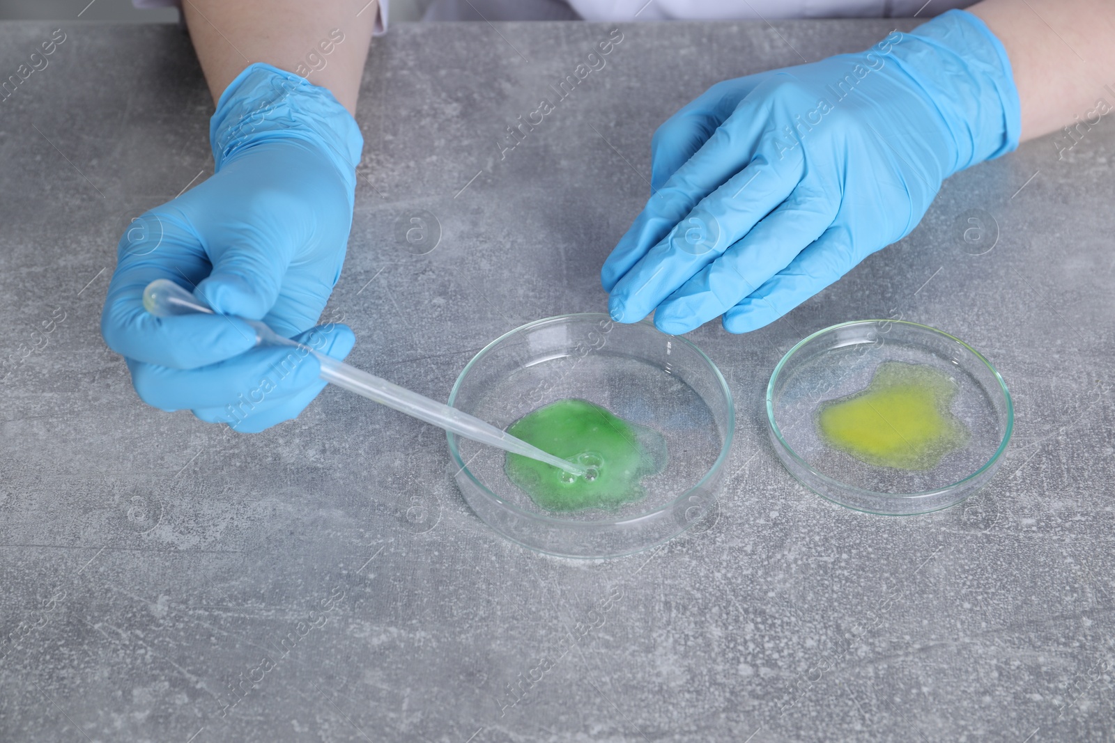 Photo of Laboratory testing. Scientist taking sample from petri dish at grey table, closeup