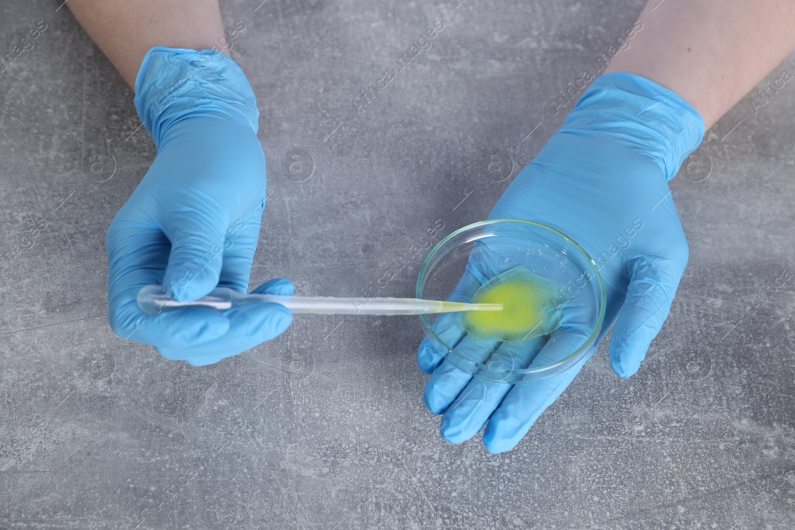 Photo of Laboratory testing. Scientist taking sample from petri dish at grey table, above view