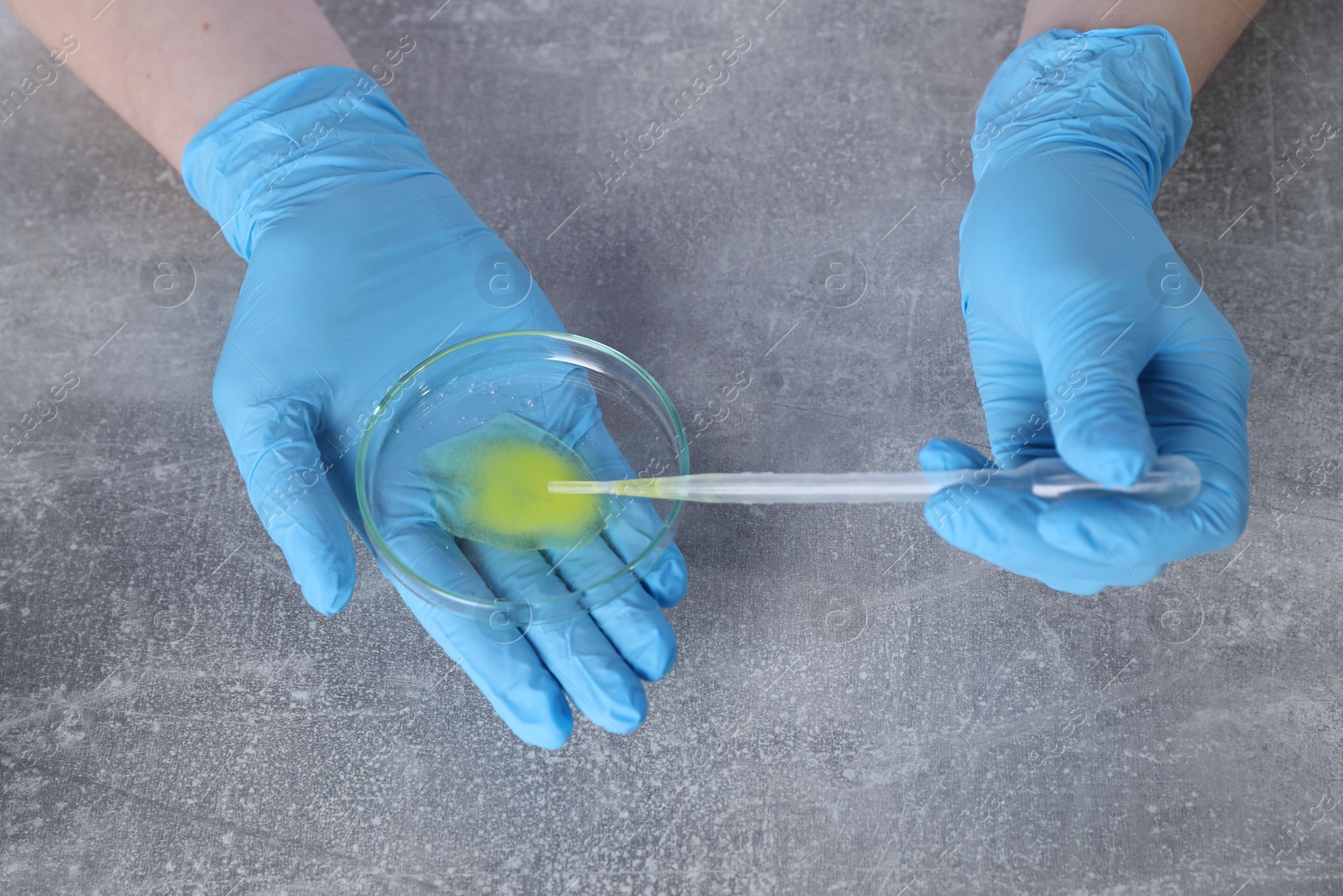 Photo of Laboratory testing. Scientist taking sample from petri dish at grey table, above view