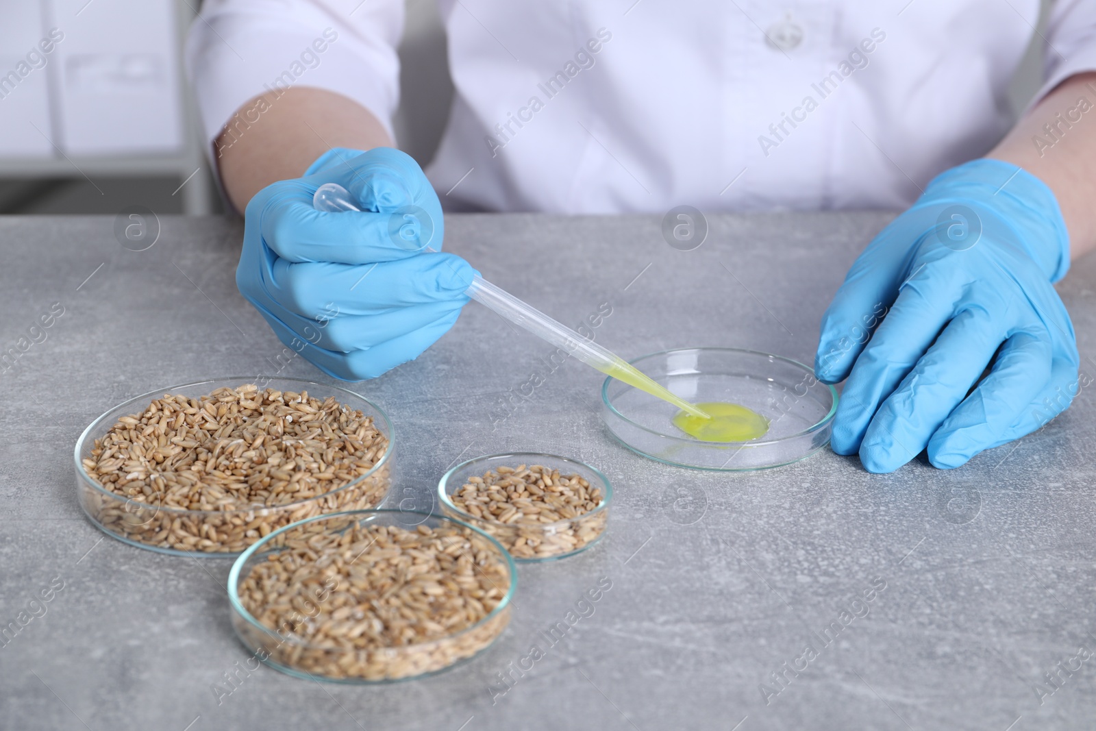 Photo of Laboratory testing. Scientist taking sample from petri dish at grey table with oat grains indoors, closeup