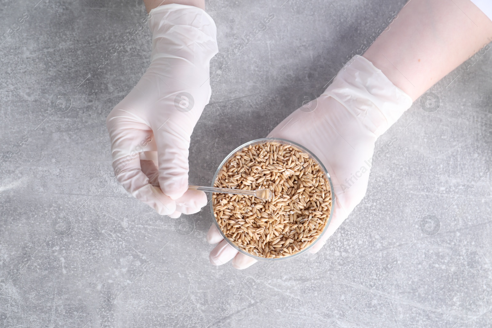 Photo of Laboratory testing. Scientist working with grain sample at grey table indoors, top view