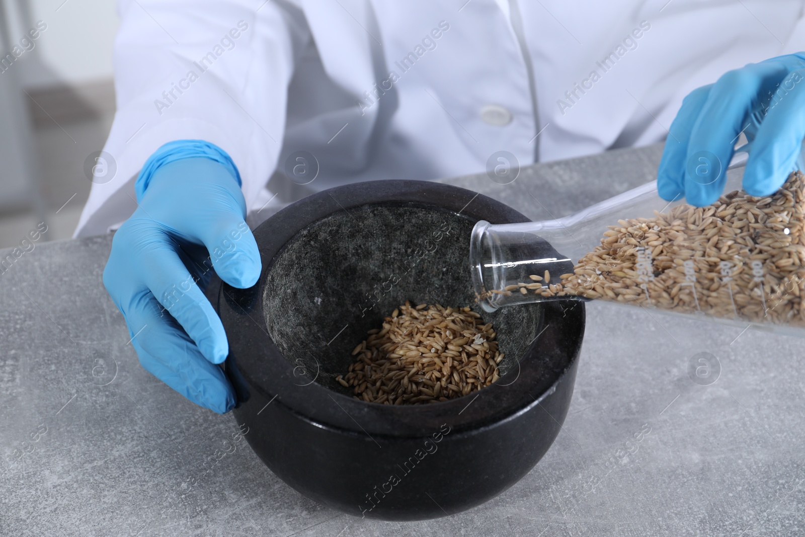 Photo of Laboratory testing. Scientist pouring oat grains into mortar at grey table indoors, closeup