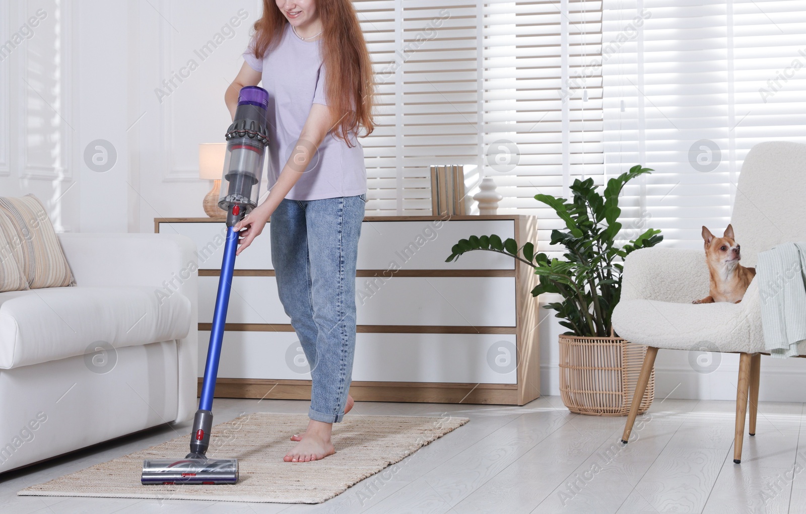 Photo of Teenage girl cleaning rug with cordless vacuum cleaner and her cute Chihuahua dog sitting in armchair at home, closeup