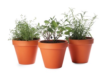 Photo of Aromatic herbs in pots isolated on white