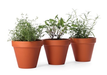 Photo of Aromatic herbs in pots isolated on white