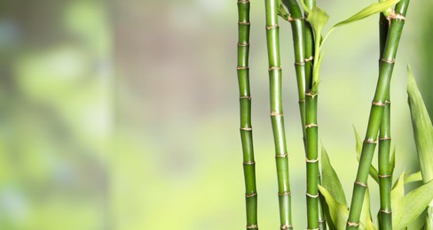 Photo of Beautiful decorative bamboo plant on blurred background, closeup. Space for text