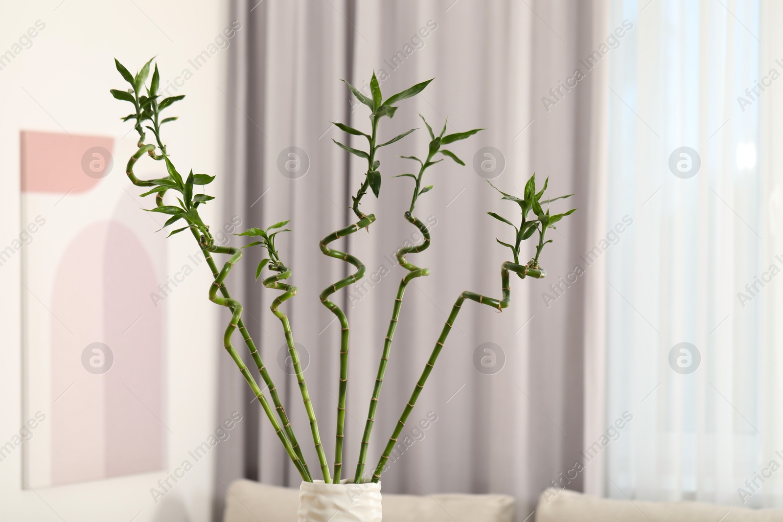 Photo of Beautiful decorative bamboo plant in vase indoors