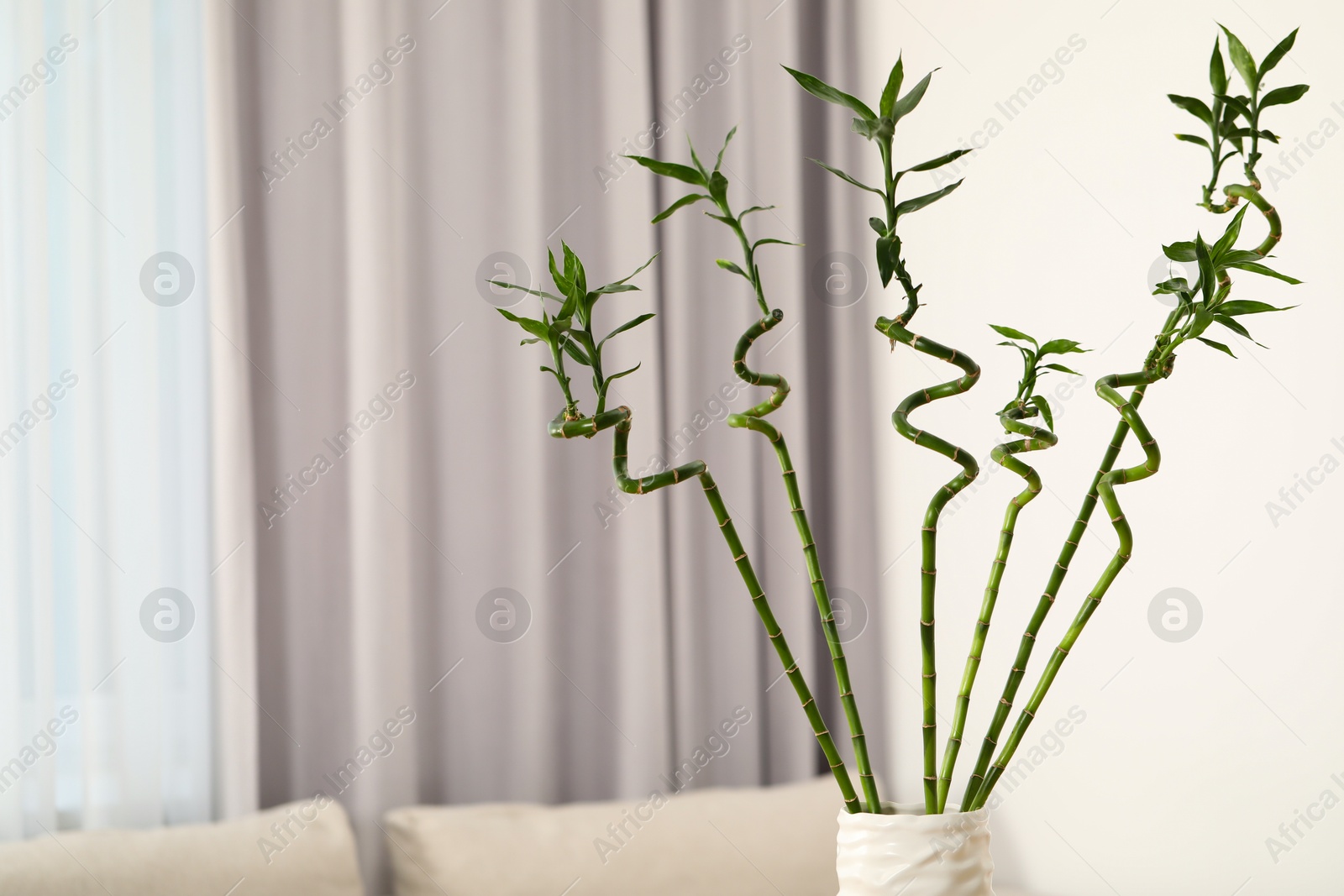 Photo of Beautiful decorative bamboo plant in vase indoors, space for text