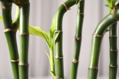 Beautiful decorative green bamboo plant indoors, closeup