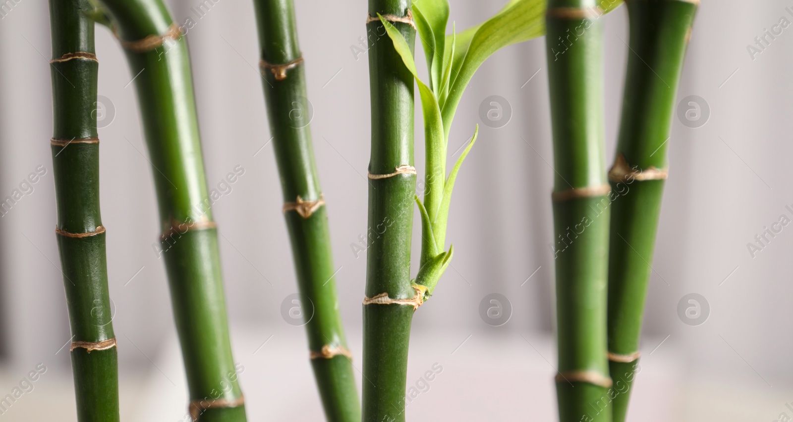 Photo of Beautiful decorative green bamboo plant indoors, closeup