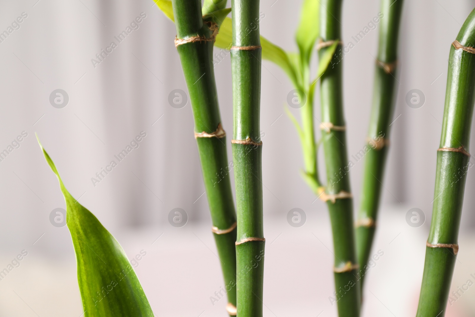 Photo of Beautiful decorative green bamboo plant indoors, closeup