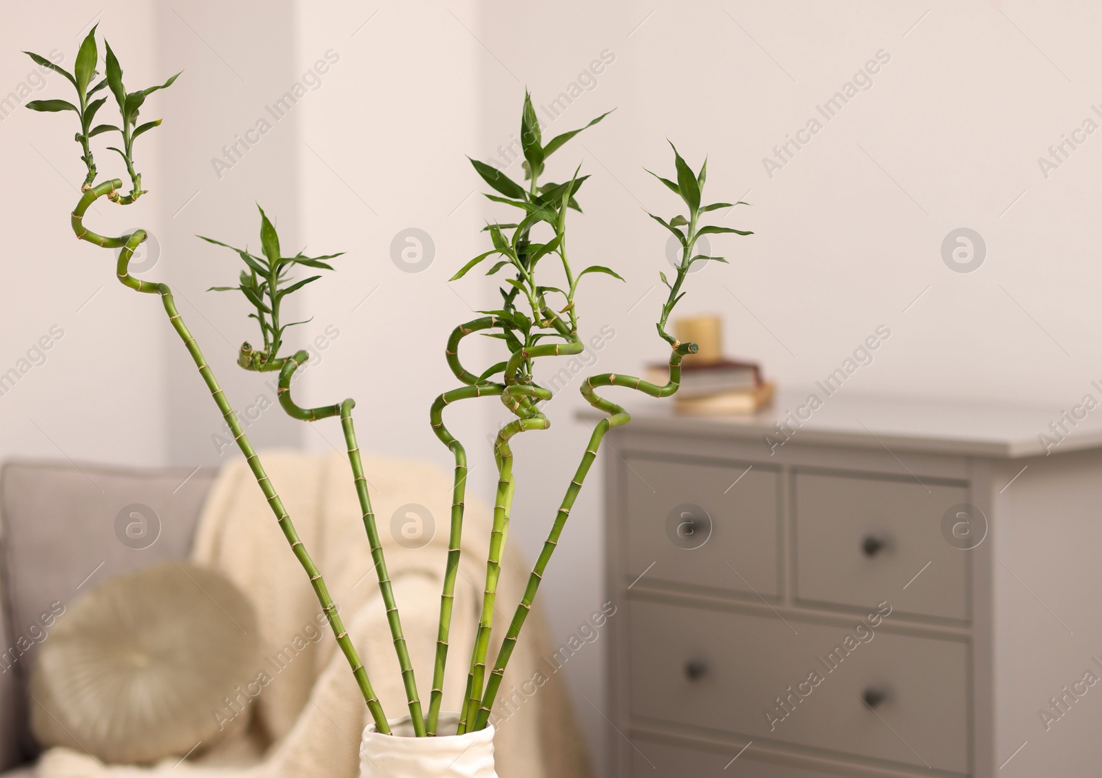 Photo of Beautiful decorative green bamboo plant in vase indoors