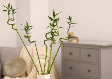 Beautiful decorative green bamboo plant in vase indoors