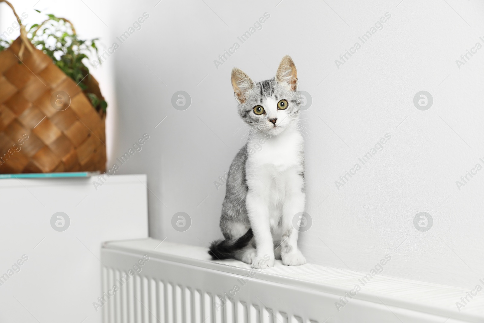 Photo of Cute little kitten on radiator at home