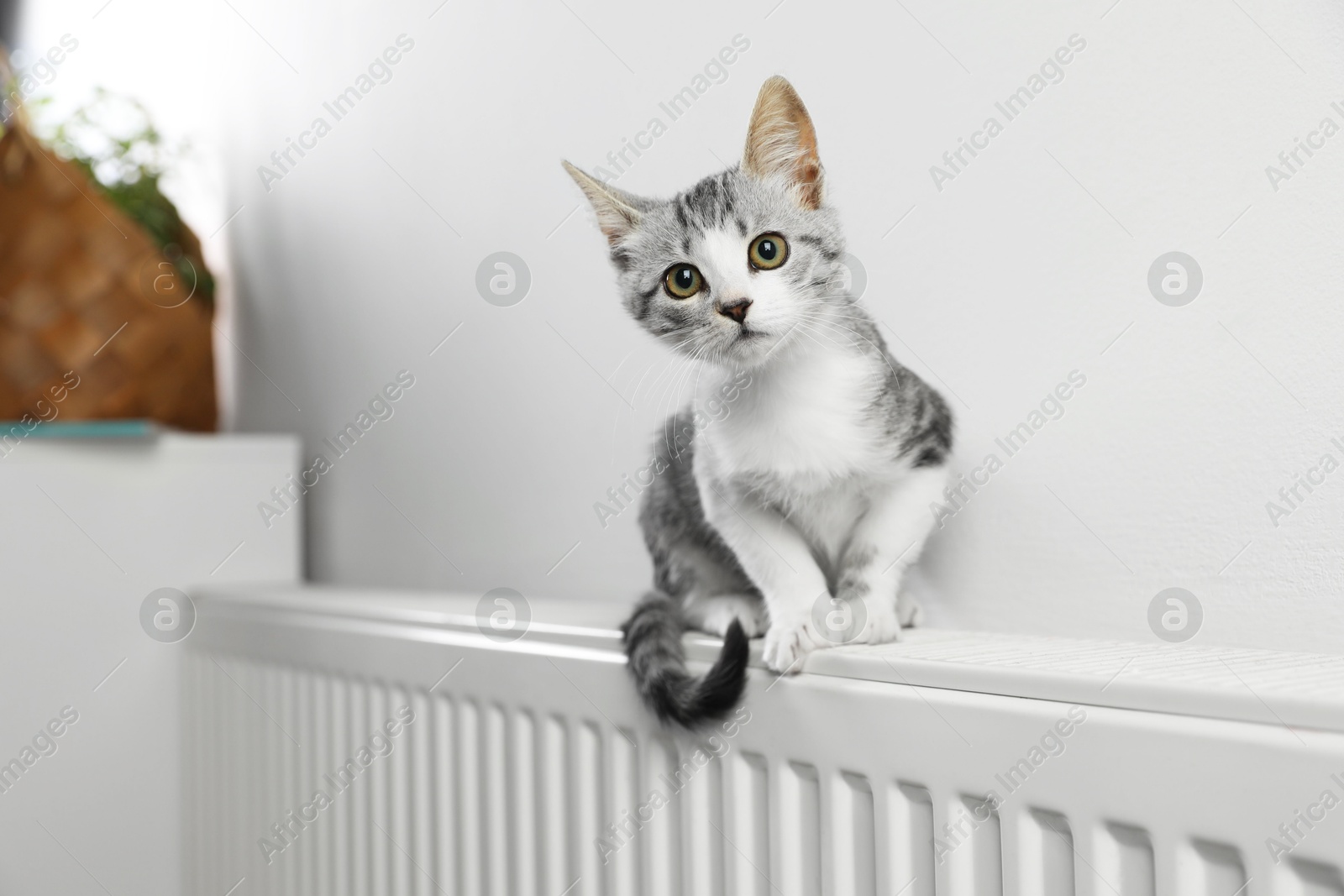 Photo of Cute little kitten on radiator at home