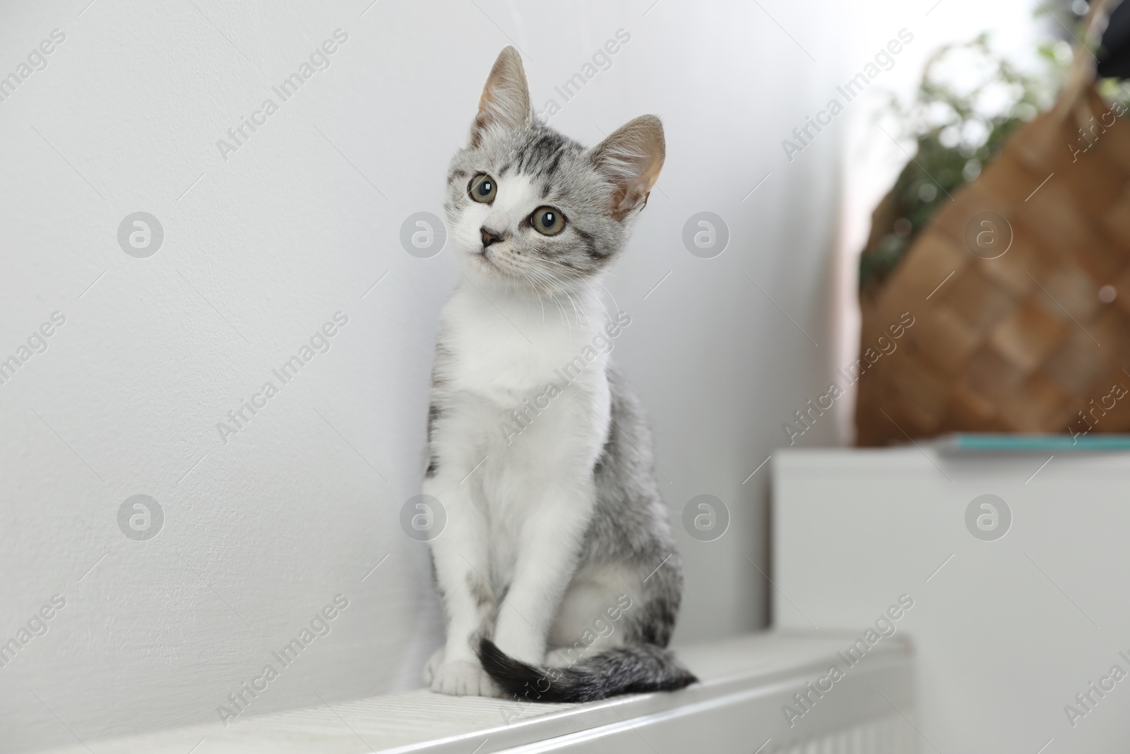 Photo of Cute little kitten on radiator at home