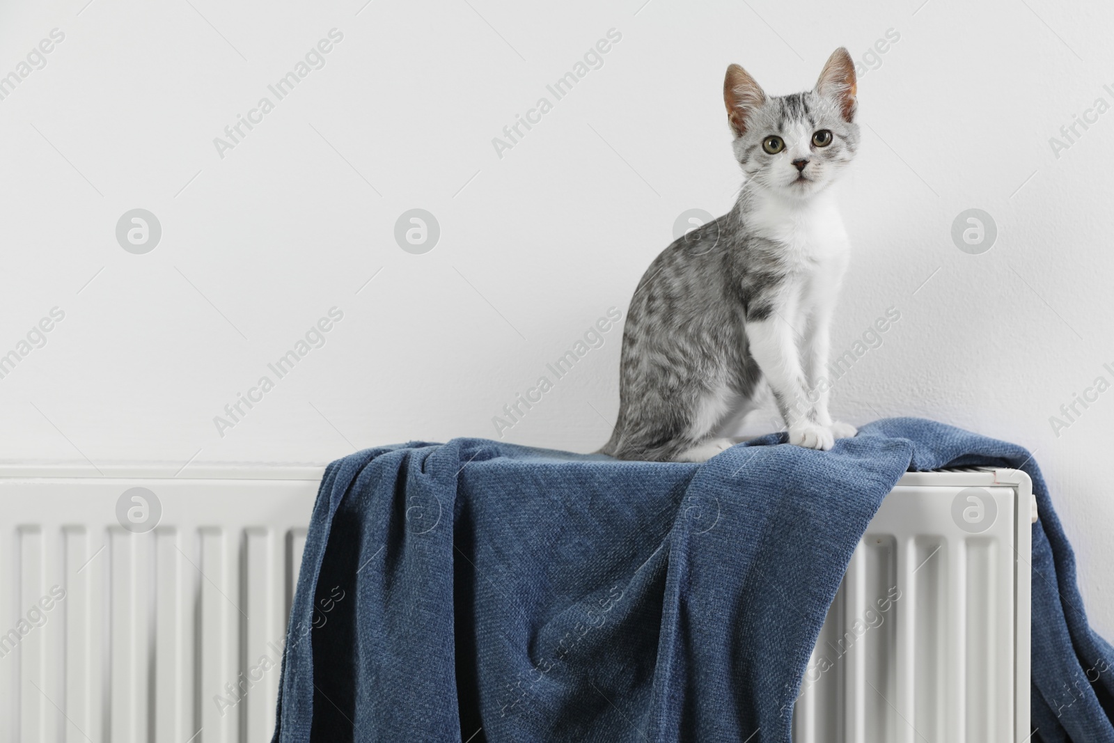 Photo of Cute little kitten on radiator at home, space for text