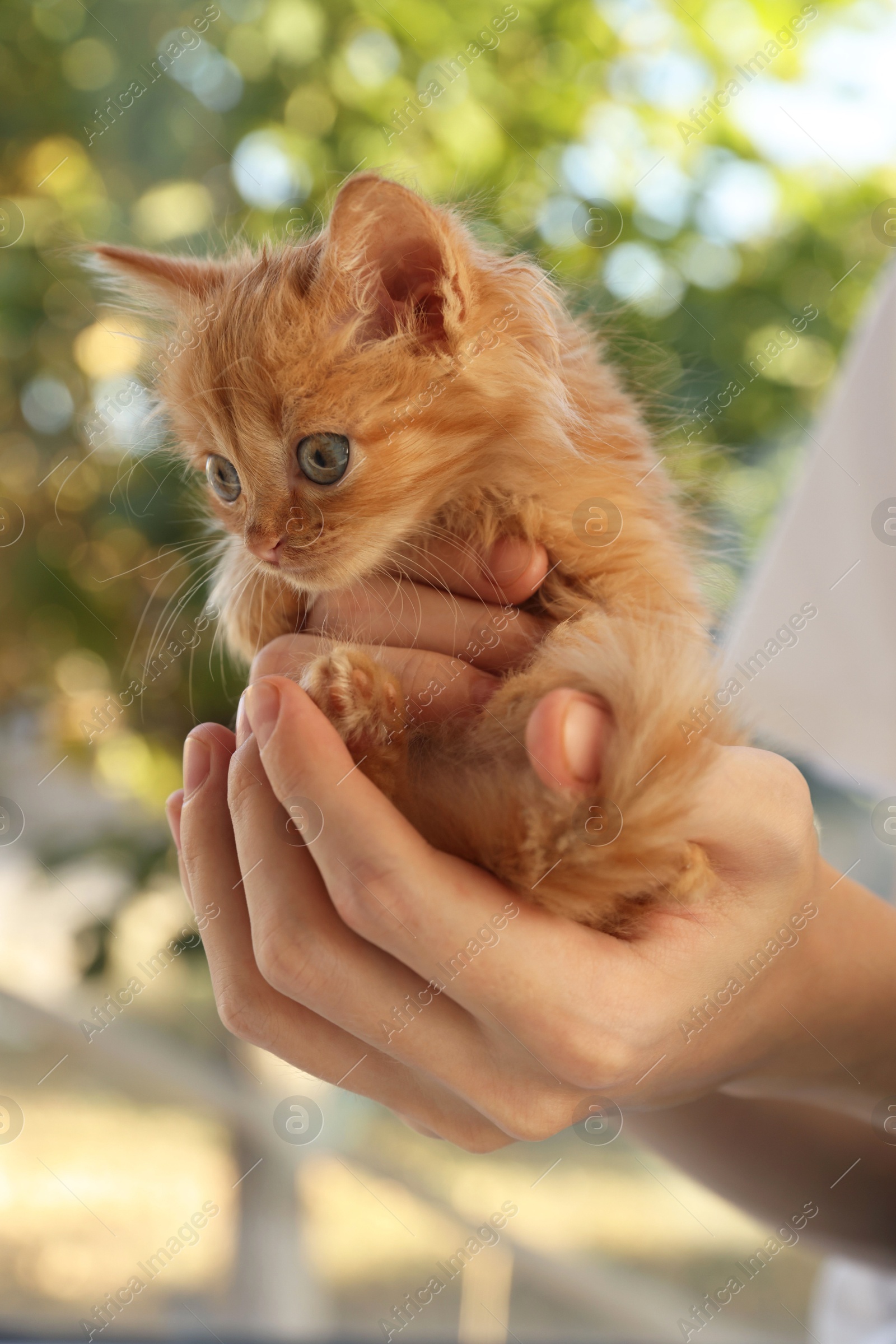 Photo of Teenage boy with cute orange kitten on blurred background, closeup