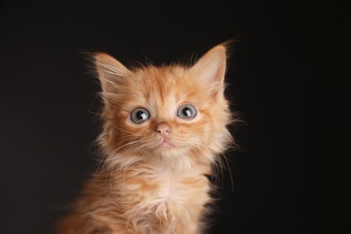 Photo of Portrait of cute ginger kitten on black background