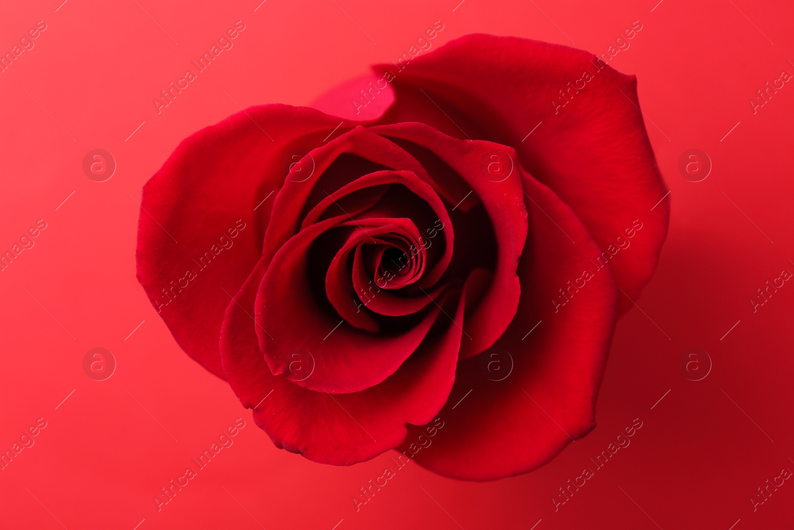 Photo of Beautiful rose flower on red background, above view