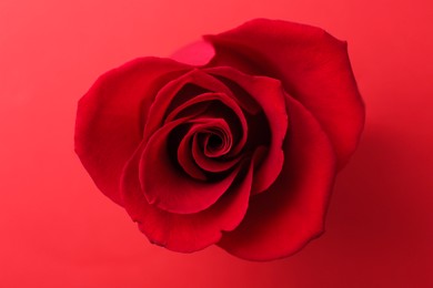 Photo of Beautiful rose flower on red background, above view