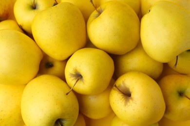 Fresh ripe yellow apples as background, above view