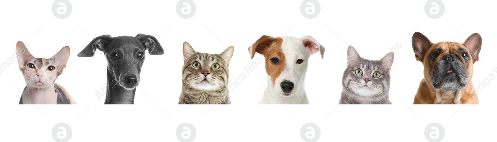 Image of Adorable cats and dogs peeking out from banner on white background