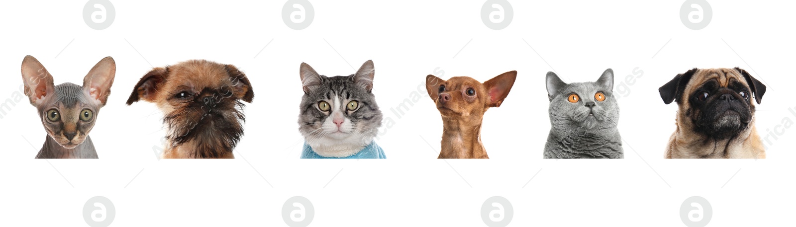 Image of Adorable cats and dogs peeking out from banner on white background