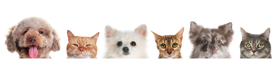 Image of Adorable cats and dogs peeking out from banner on white background