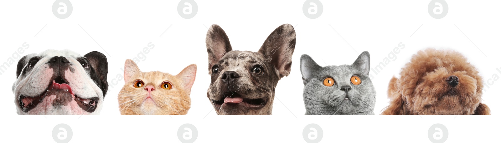 Image of Adorable cats and dogs peeking out from banner on white background