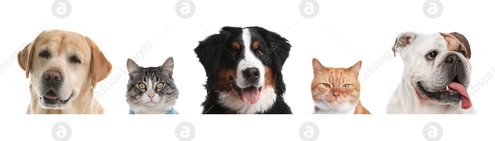 Image of Adorable cats and dogs peeking out from banner on white background