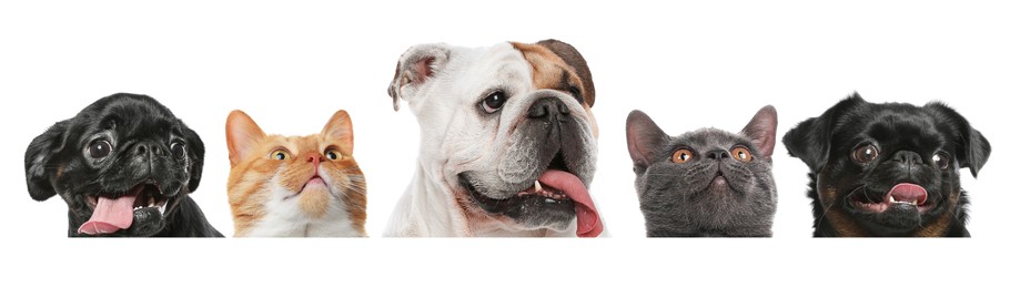 Image of Adorable cats and dogs peeking out from banner on white background