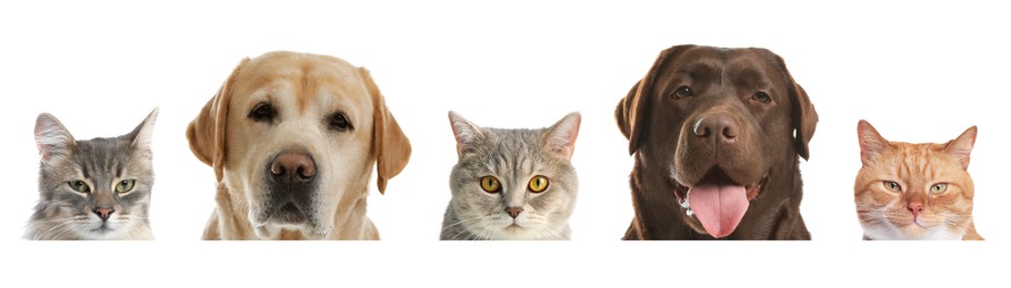 Image of Adorable cats and dogs peeking out from banner on white background