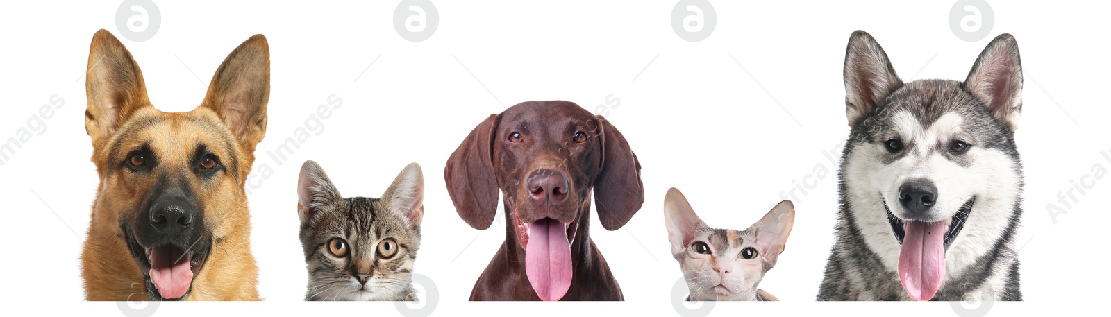 Image of Adorable cats and dogs peeking out from banner on white background