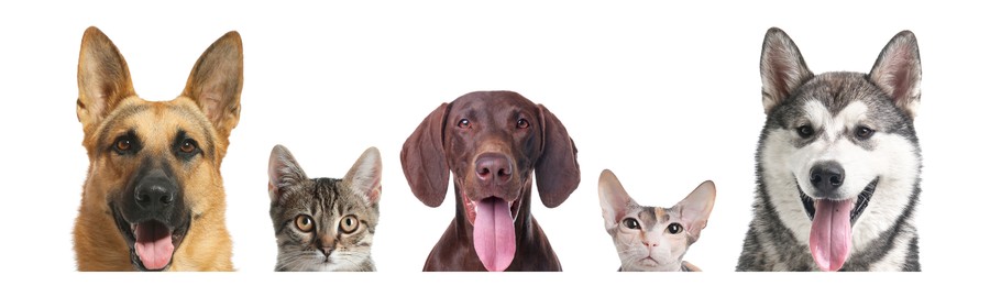 Image of Adorable cats and dogs peeking out from banner on white background