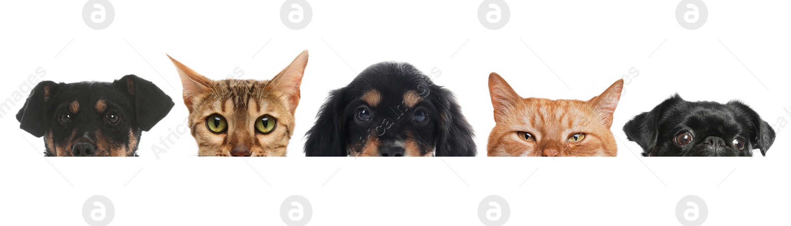 Image of Adorable cats and dogs peeking out from banner on white background