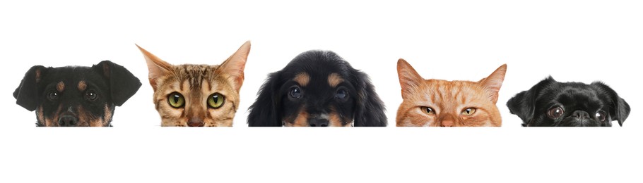 Image of Adorable cats and dogs peeking out from banner on white background